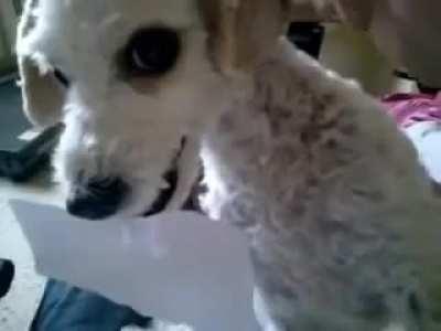 Limon is not a good boy