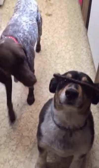 Dog does a trick for a treat