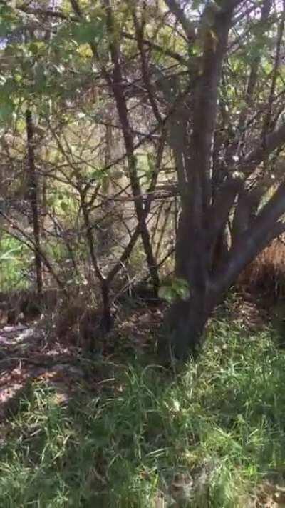 I name my chickens after anime characters and there was a fox attack today. (This is related to Berserk, just wait until the end)