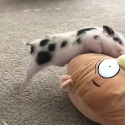 Piggy play time