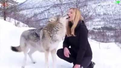 Deep kiss from a wolf