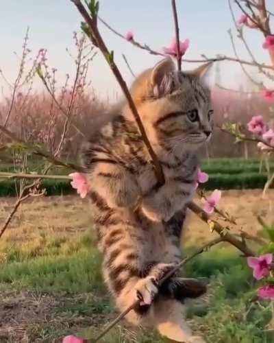 Cat Blossoms