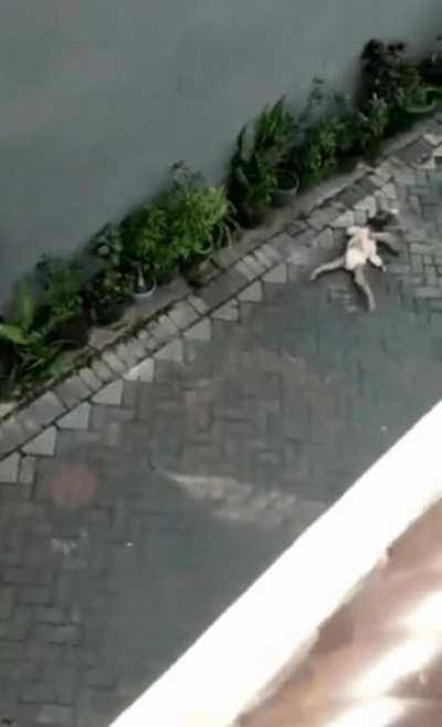 A riding bike monkey comes out of nowhere to grab a child