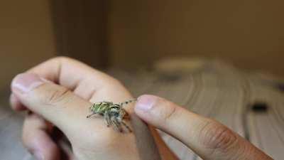 Ivana the hyllus giganteus. I love her little reaches and the high fives.