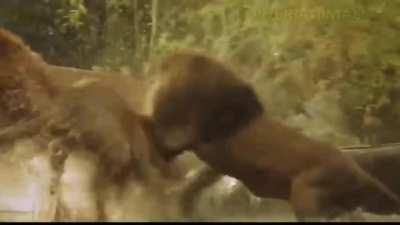 🔥 Lion's got tiger's bacc 🔥