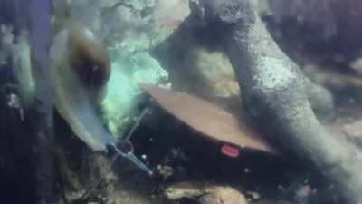 Gloss snails [Update]