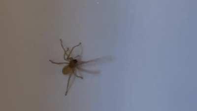 I could watch this yellow sac spider walk up a wall all day.