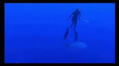 Whale shark arrives unannounced