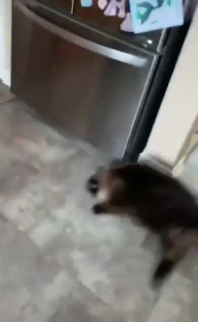 The Fast And The Furry-ous: Chonkyo Drift