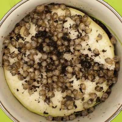 Busy snabies (I'm fostering them for a friend, I'll film my own later ;))