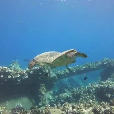 Saw these majestic sea turtles at Mala Pier in Maui.