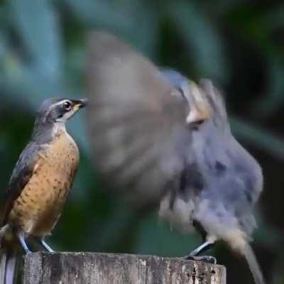 Bird trying to impress a female