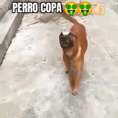 Perro 😂
