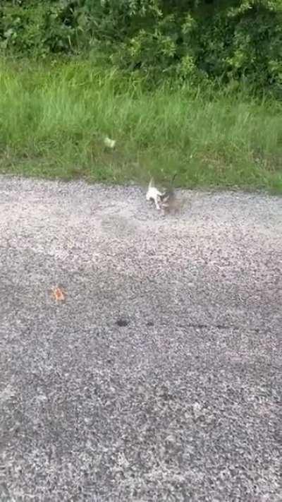 mAn GeTs fUcKiNg AmBUsHeD bY a CaT arMY