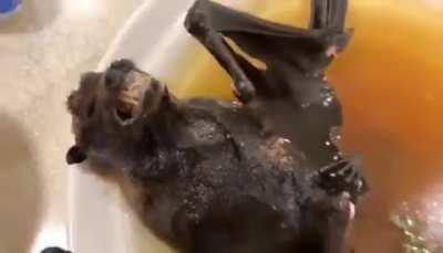 Waiter, my bat has a hard-on. I ordered it with a flaccid one