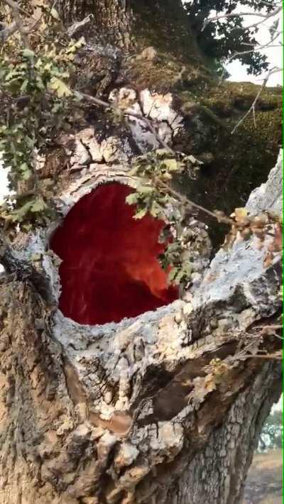 Aljažeer, Portal of the Damned