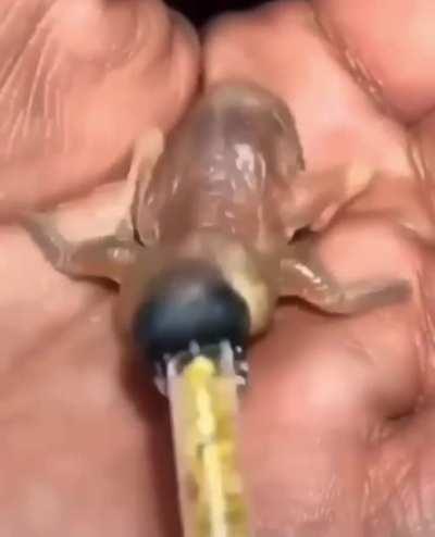 A baby Gouldian Finch. It's a bird..