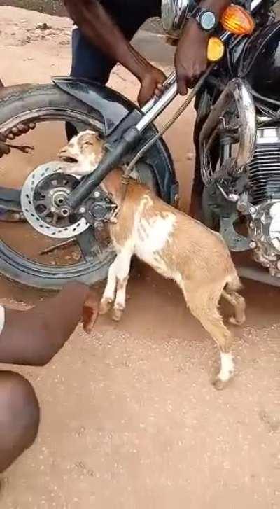 Rescuing a goat whose head got stuck in a motorcycle tyre.