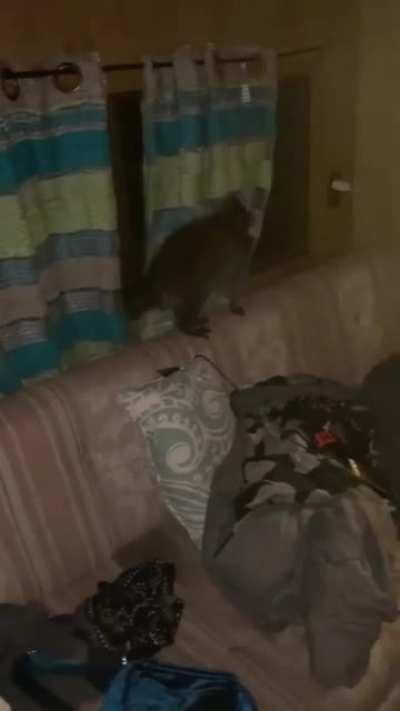 I was totally vibing with them until they terrorized me in my own camper