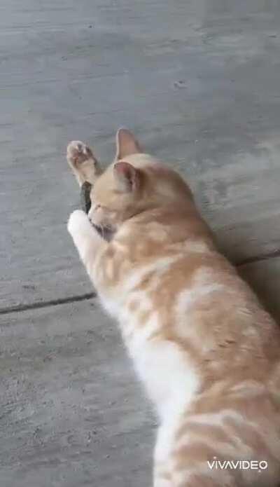 My cat triggered my lizard phobia today when I caught him playing with what I thought was a toy...