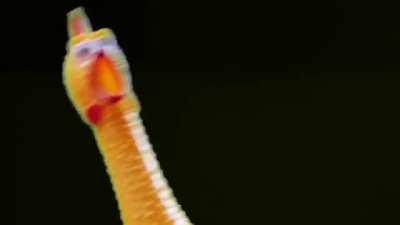 Bohemian Rhapsody - Mr.Chicken (cover)