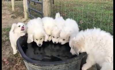 So many baby floofs