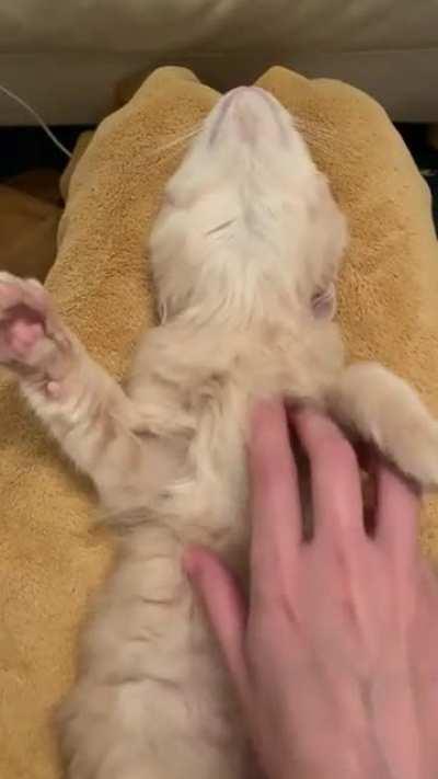 I love how he moves his whiskers out of the way for the chin scratches