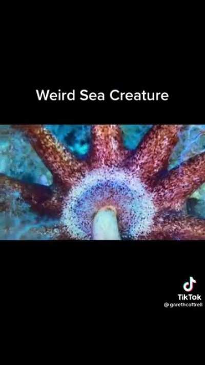 That creature doing whatever it is doing