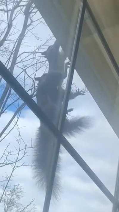 My sister looked out of her window and saw this…