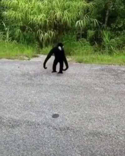 Rare mini venom sighting.