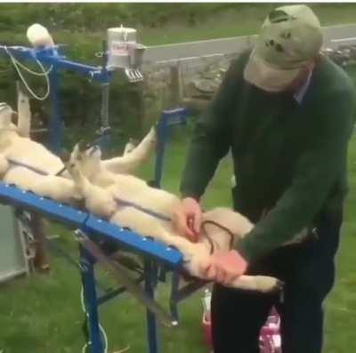 Machine for holding lambs still so they can be vaccinated.