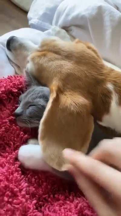 that blanket looks so comfy