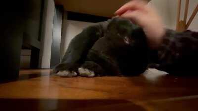 head scratches 4 life