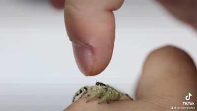 Jumping spider gets BONKED..