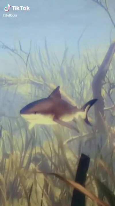 when senpai got a body like aah