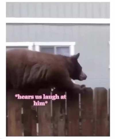 Big squirrel is in the town!