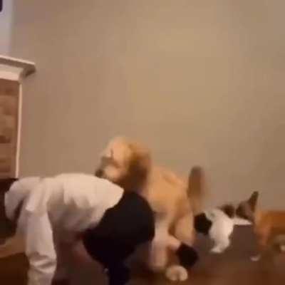 Doggos need some love