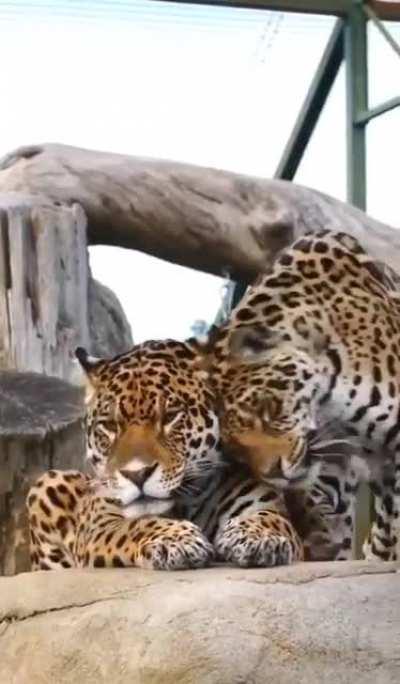 Asking for some affection