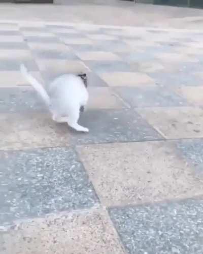 A sugar glider taming a kitten