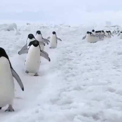 Just a group of Penguins Walking