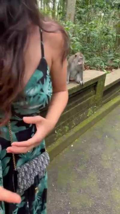 feeding a wild monkey what could go wrong?