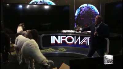 Alex Jones with llamas in studio