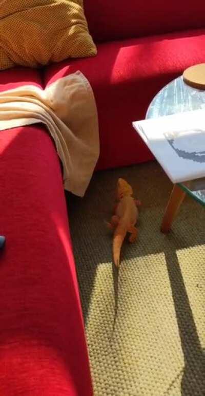 Beardies are basically cats, they always land on 4 feet