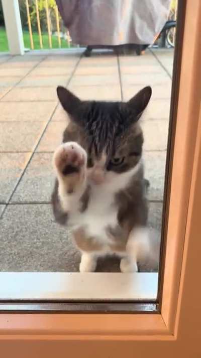 Let Me In 😾✈️