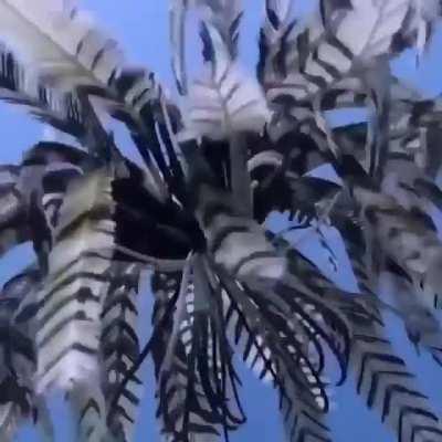 The Swimming Feather Star