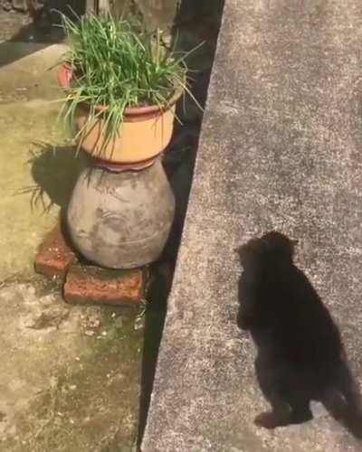Cat having fun