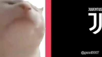 Cat vibing to Juventus