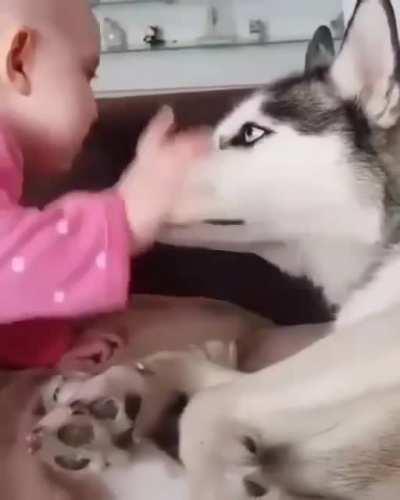Husky gets hit : (