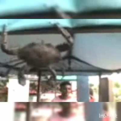 SILENCIO PUSIERON... (SAFE FOR TWITCH)