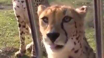 Big cats are still cats! Cheetahs do not roar, they meow.